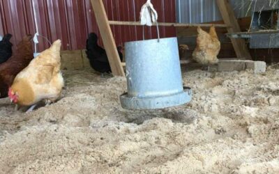 Sand = Happy Hens!